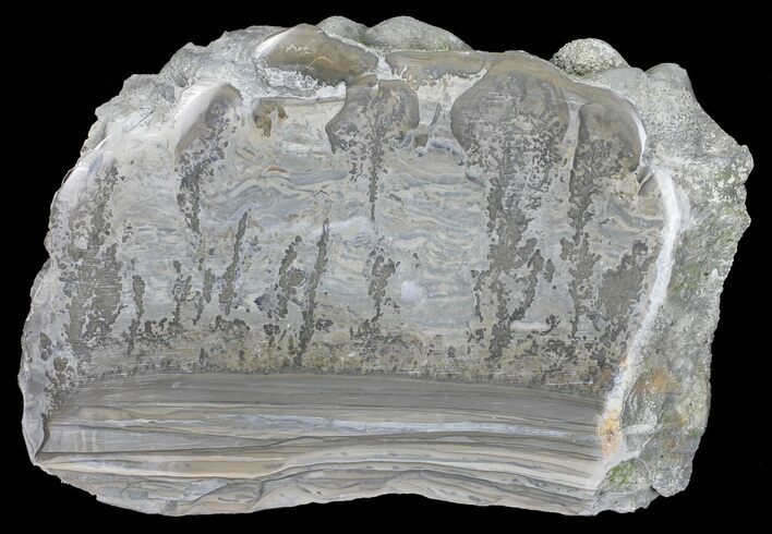 Triassic Aged Stromatolite Fossil - England #56166